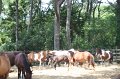 ponypenning_072710_028