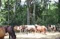 ponypenning_072710_029
