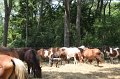 ponypenning_072710_030
