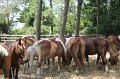 ponypenning_072710_031