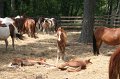 ponypenning_072710_032