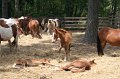 ponypenning_072710_033