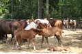 ponypenning_072710_034