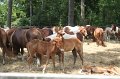 ponypenning_072710_035