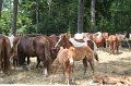 ponypenning_072710_036