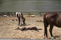ponypenning_072710_037