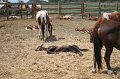 ponypenning_072710_038