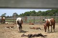 ponypenning_072710_039