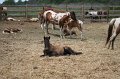 ponypenning_072710_040