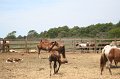 ponypenning_072710_042