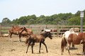 ponypenning_072710_043