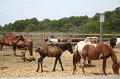 ponypenning_072710_044