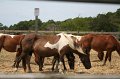 ponypenning_072710_046