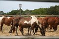 ponypenning_072710_047