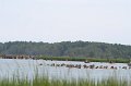 ponypenning_072810_088