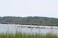 ponypenning_072810_089