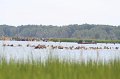 ponypenning_072810_091
