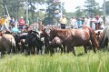ponypenning_072810_126