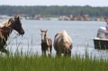ponypenning_072810_128