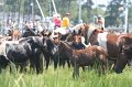 ponypenning_072810_130