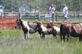 ponypenning_072810_131