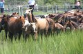 ponypenning_072810_133