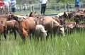 ponypenning_072810_135