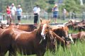 ponypenning_072810_136
