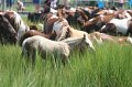 ponypenning_072810_142