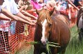ponypenning_072810_144