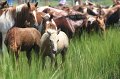 ponypenning_072810_149