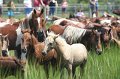 ponypenning_072810_150
