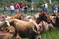 ponypenning_072810_151