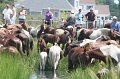 ponypenning_072810_153