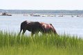 ponypenning_072810_154
