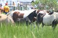 ponypenning_072810_155