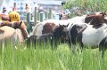 ponypenning_072810_156