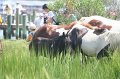 ponypenning_072810_157