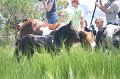 ponypenning_072810_159