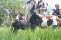 ponypenning_072810_161