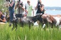 ponypenning_072810_162