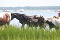 ponypenning_072810_164