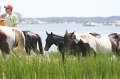 ponypenning_072810_165