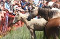 ponypenning_072810_166