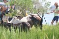 ponypenning_072810_167