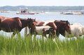 ponypenning_072810_170