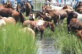 ponypenning_072810_171