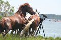 ponypenning_072810_176