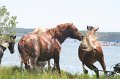 ponypenning_072810_177
