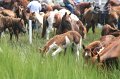 ponypenning_072810_188